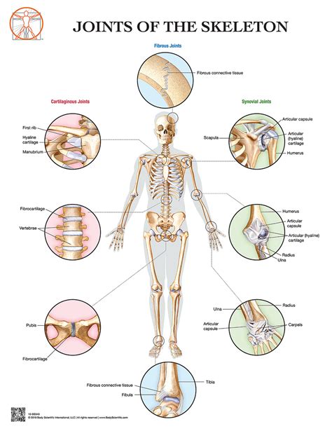 Joints Anatomy Poster Upper Extremity Clinical Charts And Supplies ...