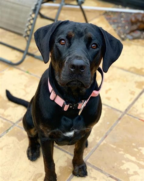 Cane Corso Rottweiler Mix: A Tough Hybrid With A Soft Heart