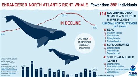 Feds report steep decline of endangered North Atlantic right whale ...