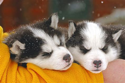 Husky puppies sleeping stock image. Image of siberian - 34641519