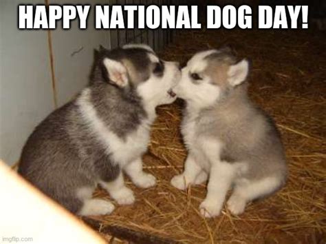 It's National Dog Day! - Imgflip