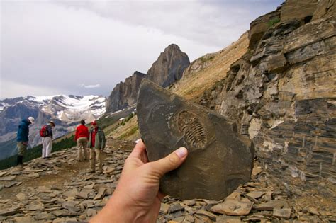 Burgess Shale Fossils in Yoho National Park