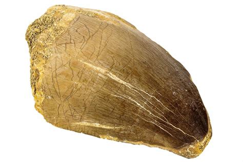 1.7" Fossil Mosasaur (Prognathodon) Tooth - Morocco (#186514) For Sale ...