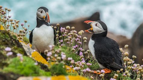 Puffins in Iceland - All You Need to Know About | All About Iceland