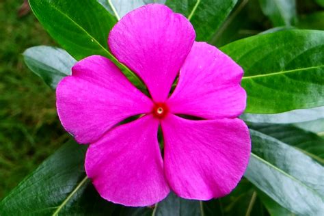 25 EXCEPTIONAL BENEFITS OF CATHARANTHUS ROSEUS