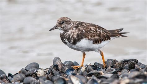 Turnstone | Bird Identification Guide | Bird Spot