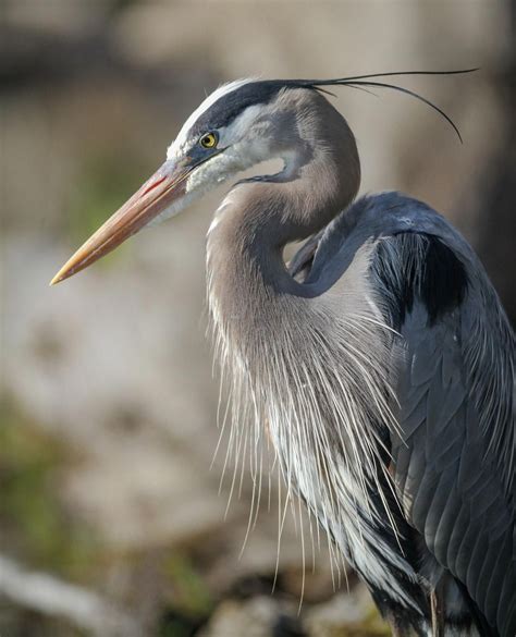 Great Blue Heron #KoiFish | Heron photography, Heron art, Coastal birds