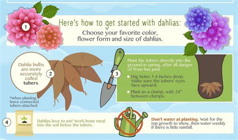 Planting Dahlias Perfectly - An Infographic! | Planting dahlias, Easy ...