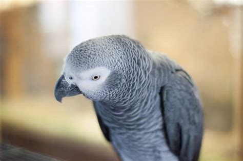 7 Best Talking Parrots - WooParrot