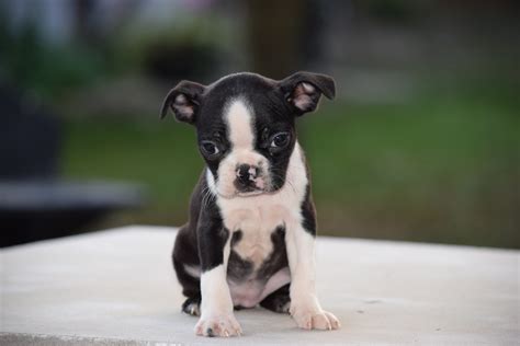 49+ Boston Terrier Puppies Northeast Ohio Photo - Bleumoonproductions