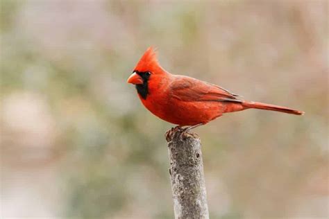 Red Cardinal Spiritual Meaning & Symbolism (8 Omens)