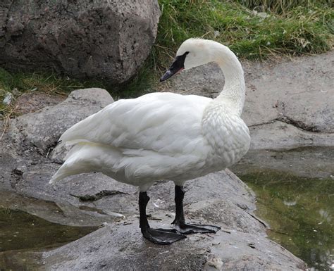 Trumpeter swan - Wikipedia