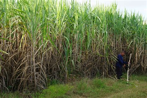 Crushing burden: small-scale sugar cane farmers bear the costs of ...