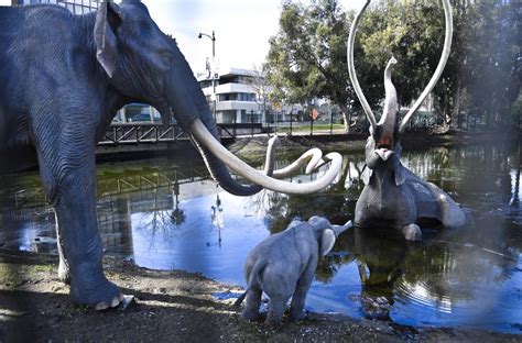 Opinion: Don't move the mammoths at La Brea Tar Pits - Los Angeles Times