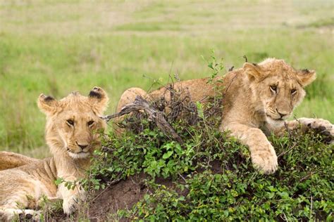 Two Lion Cubs in African Savannah Stock Photo - Image of grass, baby ...