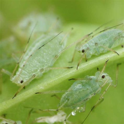 Aphid - how to treat against aphids for plants and rose trees, all natural