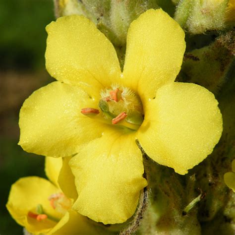 Mullein Flower Essence - Freedom Flowers® LLC