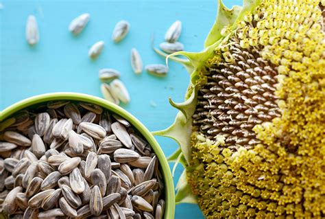 How to Get Sunflower Seeds From Flower - Back Gardener