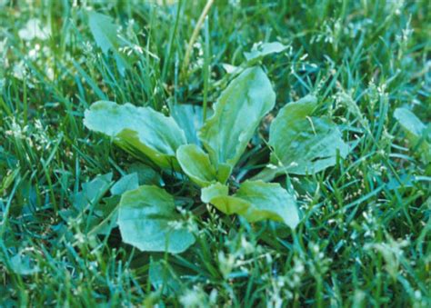 Broadleaf Weed Identification Guide Australia | myhomeTURF