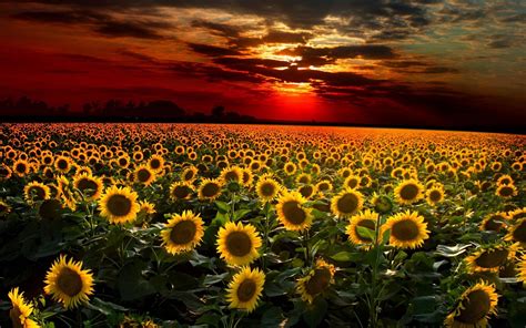 Sunset Over Sunflowers Field | Photo and Desktop Wallpaper | Sunflower ...