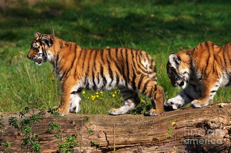 Siberian tiger cubs Photograph by Nick Biemans - Fine Art America