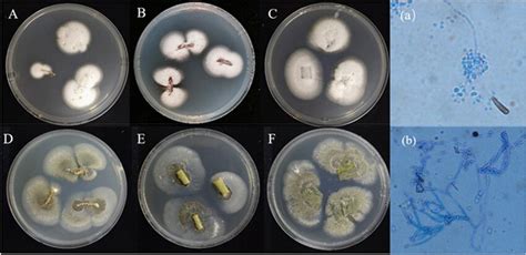 Fungal colonies of entomopathogenic fungi from maize seedling tissues ...