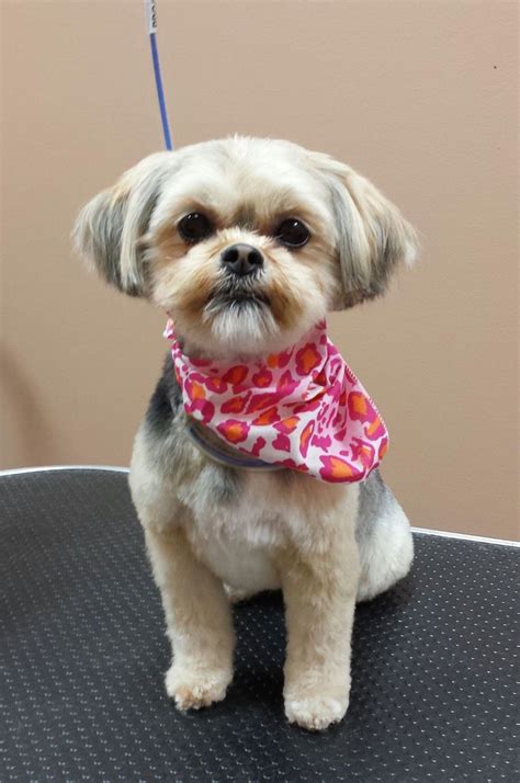 Shorkie groomed by Jacki Kruse: Professional Pet Groomer | Dog haircuts ...