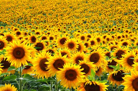 画像 sunflower field pictures 948109-Sunflower field pictures ideas