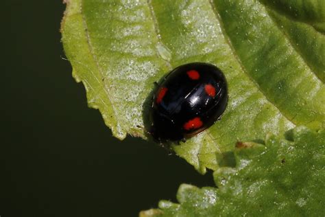 Black with red spots: What's my Ladybird? - Natural History Society of ...