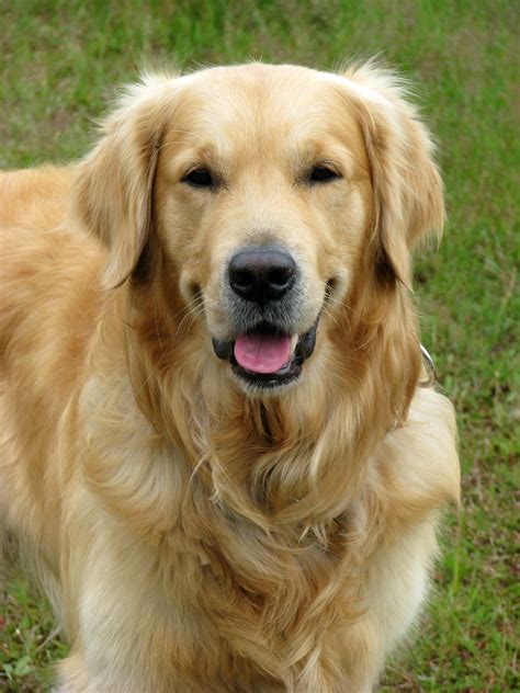 Golden Retriever Dog Free Stock Photo - Public Domain Pictures