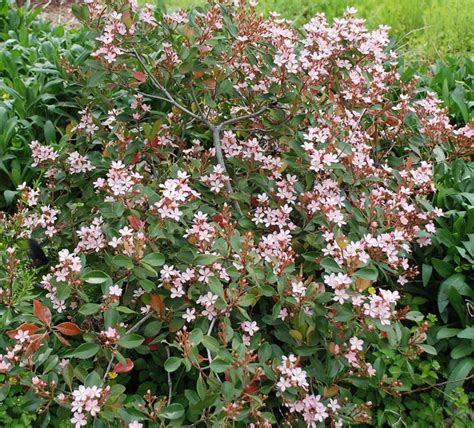 Indian Hawthorn Hedge