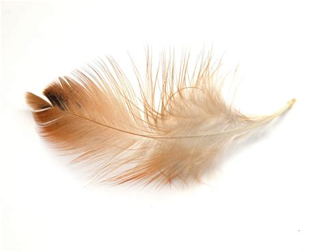 Chicken Feather and Skin Development - Backyard Poultry