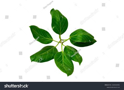 Banyan Tree Leaves Isolated On White Stock Photo 2184264481 | Shutterstock