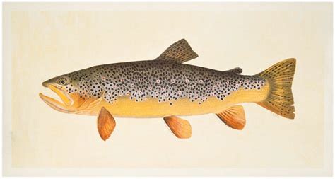 German Brown Trout Print by ricegrass on Etsy