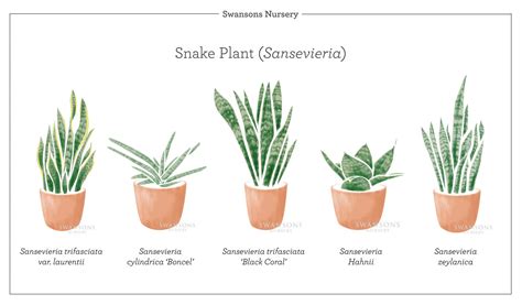 All About Snake Plants — Seattle's Favorite Garden Store Since 1924 ...