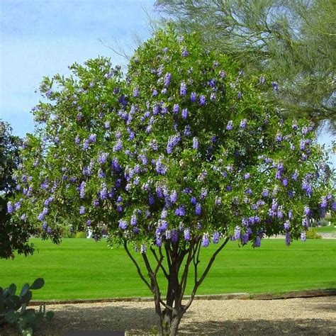 Sophora Secundiflora (Mescal Bean Tree, Texas Mountain Laurel ...