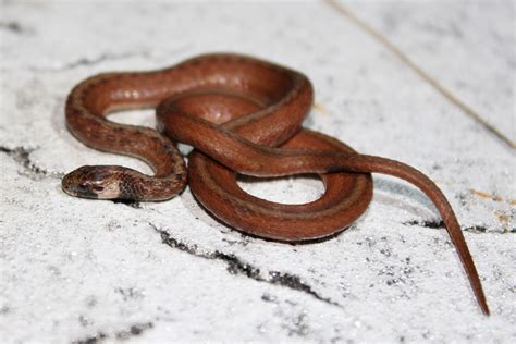 Florida Brownsnake - Guia de identificação da Florida Snake | Never ...