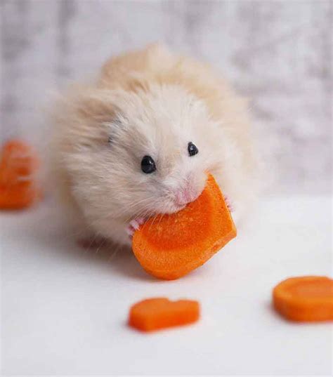 Can Hamsters Eat Carrots Safely - And How Much Can They Have?