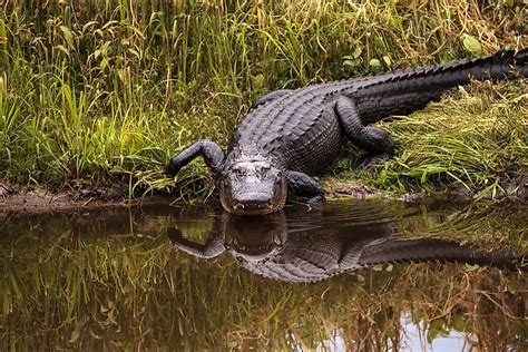 American Alligator Habitat Map