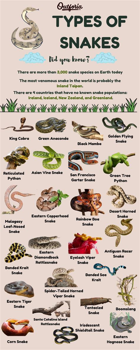 Snake Identification, Anatomy, Life Cycle Types Of Snakes, 55% OFF