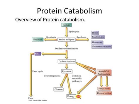 Beta oxidation & protein catabolism