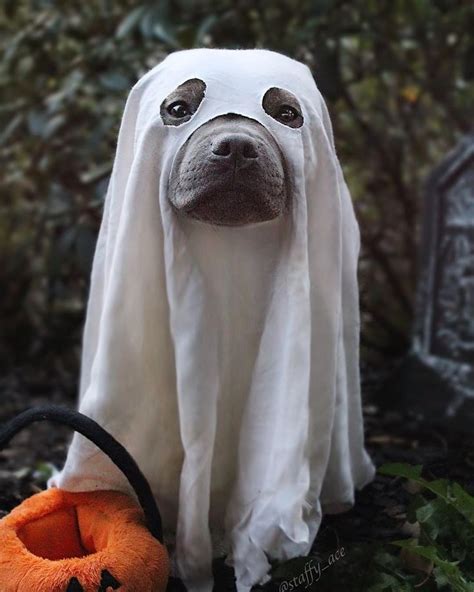 19++ Diy dog ghost costume ideas | 44 Fashion Street