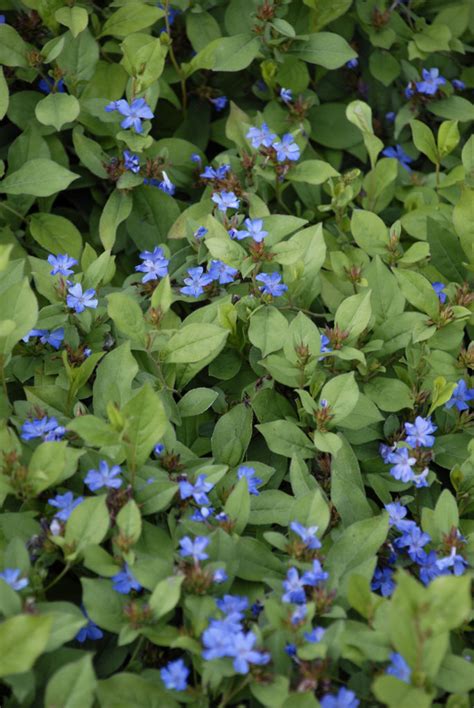 Ceratostigma plumbaginoides | Stonehouse Nursery