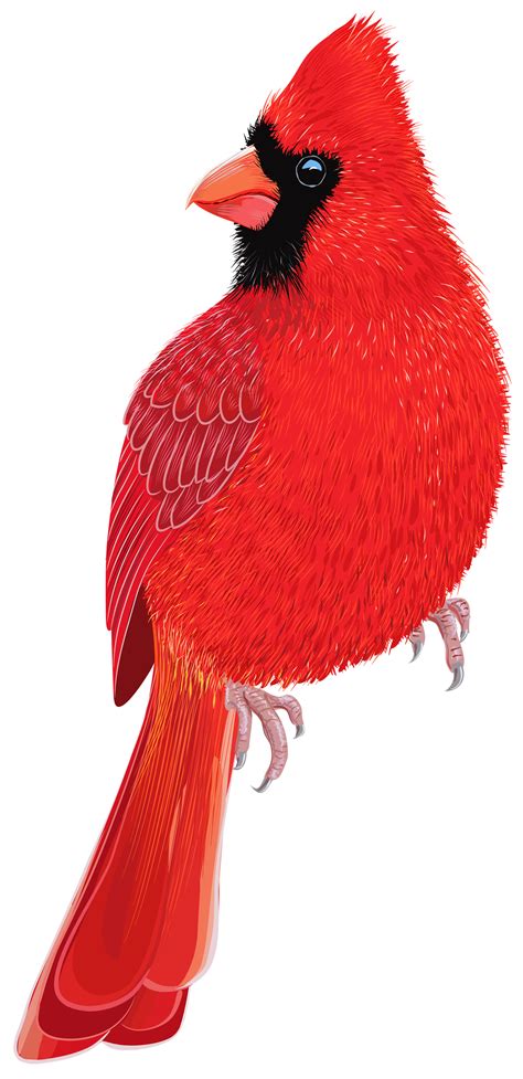 Red Bird PNG Clipart IMage - Best WEB Clipart