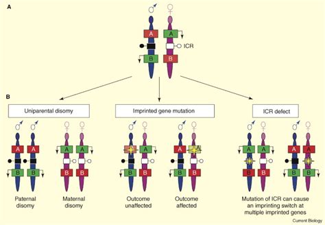 Genomic imprinting: Current Biology