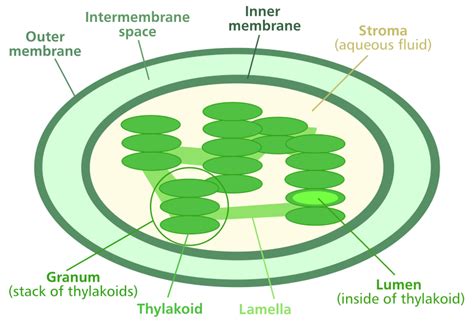 Chloroplast and Photosynthesis — The Biology Primer