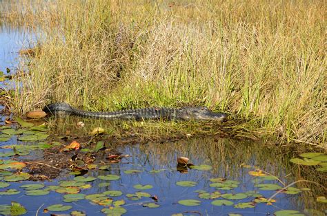 Everglades National Park - Alligator | Everglades | Pictures | United ...