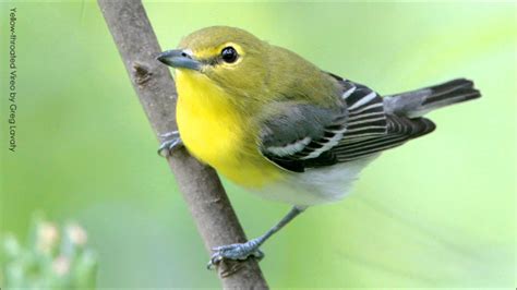 Yellow-throated Vireo Song | Doovi