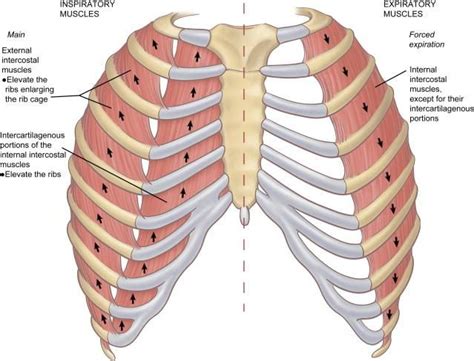 external intercostals | Biology 1220 > Royall > Flashcards > Muscles of ...