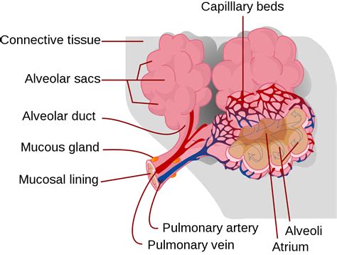 Pulmonary alveolus - Wikipedia